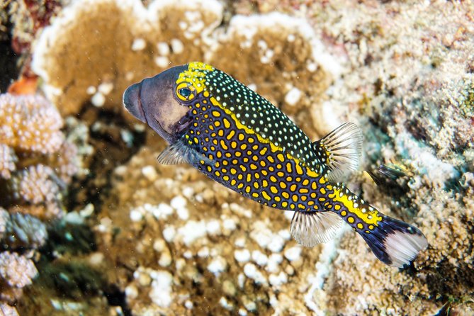 1/2 day Tahaa coral garden - departure Raiatea / ideal for cruise passengers - Key highlights at a glance
