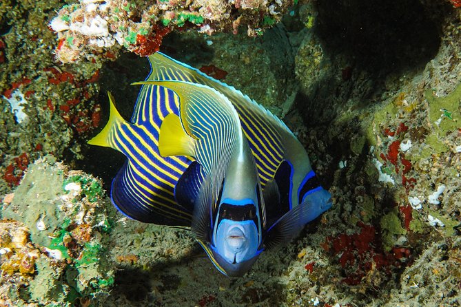 1/2 day Tahaa coral garden - departure Raiatea / ideal for cruise passengers - Coral rules you should treat like part of the tour