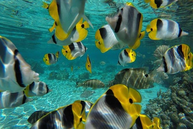 1/2 day Tahaa coral garden - departure Raiatea / ideal for cruise passengers - Gear and clothing: the small choices that make snorkeling better