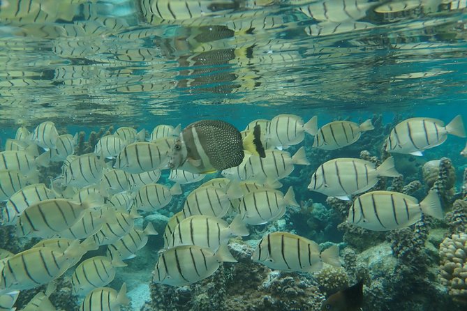 1/2 day Tahaa coral garden - departure Raiatea / ideal for cruise passengers - Guide style: Gony and Laurence, plus what to expect from the crew