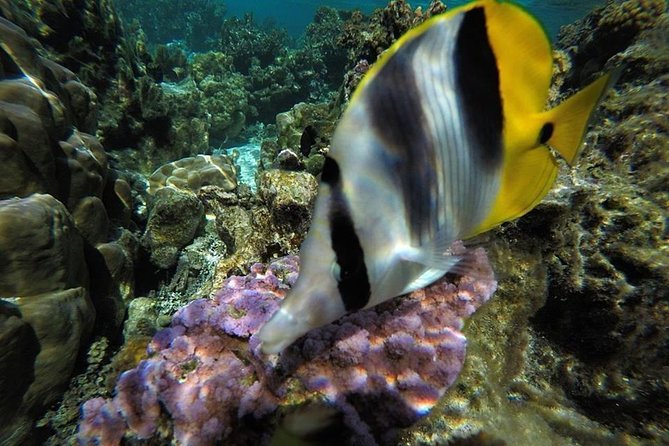 1/2 day Tahaa coral garden - departure Raiatea / ideal for cruise passengers - Timing and weather, and why cancellation can still be good news