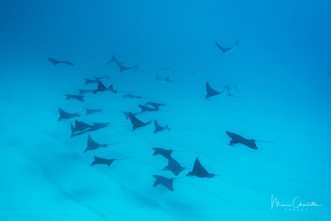 1 Afternoon Dive for Certified Divers in Bora Bora - Why Bora Bora’s afternoon scuba session is a smart choice