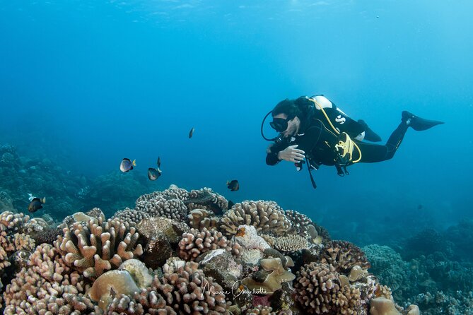 1 Afternoon Dive for Certified Divers in Bora Bora - Lagoon vs reef: how the best spot gets picked on the day