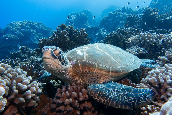 1 Afternoon Dive for Certified Divers in Bora Bora - Price and value: what $123.78 covers and what you still need to think about