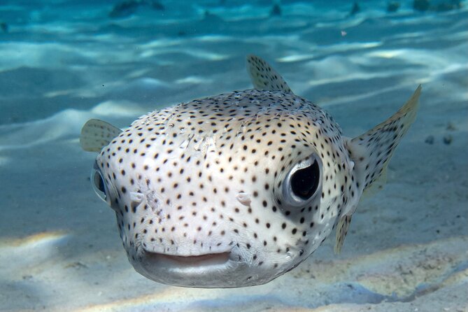 1 Afternoon Dive for Certified Divers in Bora Bora - Pickup, meeting point, and what your day will look like