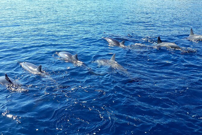 1-hour jet ski excursion in Tahiti - The Lagoon Ride: Safety Briefing, Pace Control, and Wildlife Chances