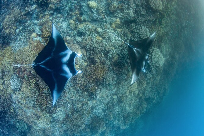 2 Dives in the morning for certified divers in Bora Bora - Key Reasons This Bora Bora SCUBA Trip Works