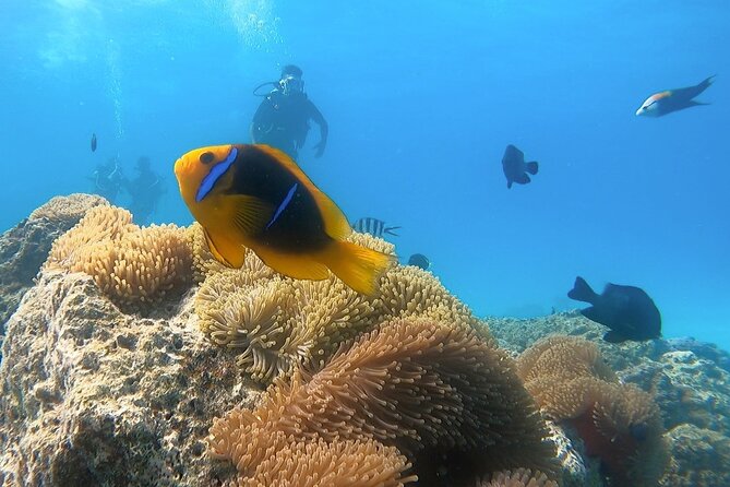 2 Dives in the morning for certified divers in Bora Bora - First Tank Session: Lagoon-Linked Scenery and Big Manta Chances