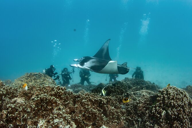 2 Dives in the morning for certified divers in Bora Bora - Second Tank Session: Outer Reef Opportunities, Sharks, and Possible Current