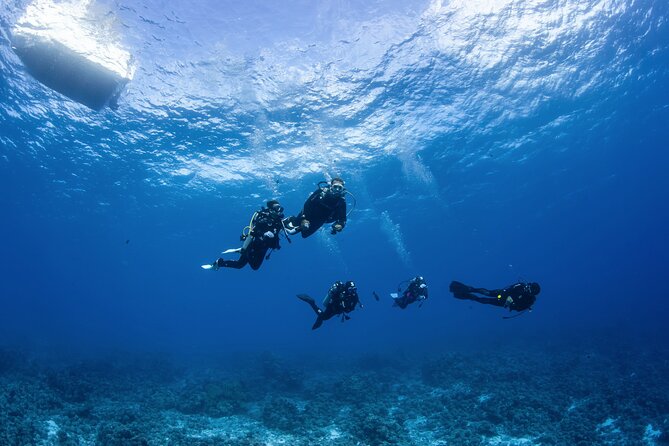 2 Dives in the morning for certified divers in Bora Bora - Who Should Book This and Who Might Want a Different Plan