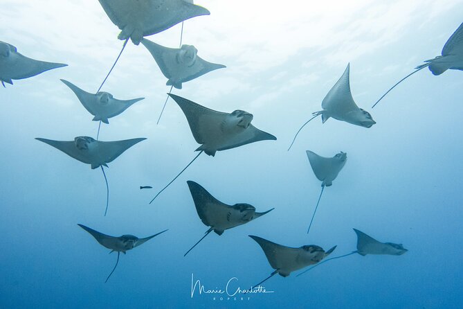 2 Dives in the morning for certified divers in Bora Bora - The 7:30 AM Pickup and the Small-Boat Ride That Starts Strong