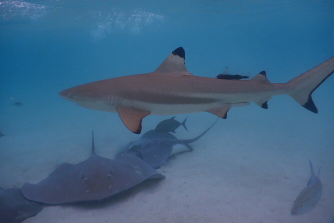2 hours discovery tour of Moorea by Jet Ski - What you might see: rays, blacktip sharks, plus the extras if luck is with you