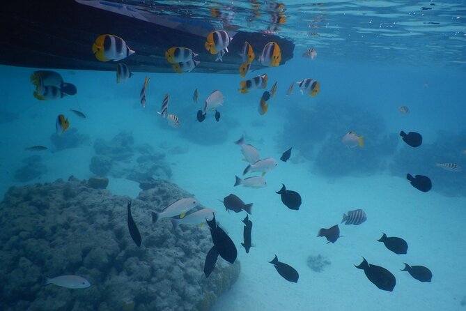 2 hours discovery tour of Moorea by Jet Ski - Stop by stop in plain terms: what you do at each part of the day