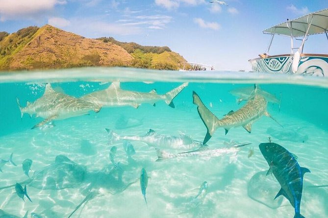 3-hour Lagoon Snorkeling Tour - Shared Tour - Stingrays and blacktip sharks at the sandbar: what to expect