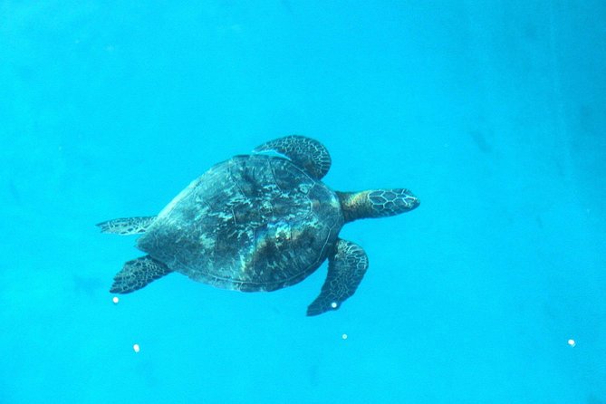 3-hour Lagoon Snorkeling Tour - Shared Tour - Snorkel stop two: coral gardens near Coco Beach, with smart spot changes
