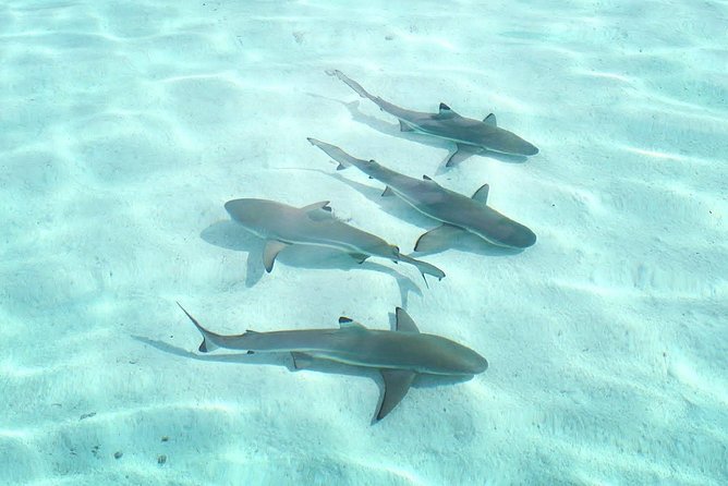 3-hour Lagoon Snorkeling Tour - Shared Tour - Small-group feel: max 12 travelers and plenty of time in the water