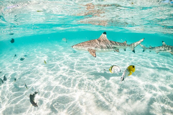 3-Hour Snorkeling Tour - Hauru coral gardens: what to expect from a shallow Jardin de Corail