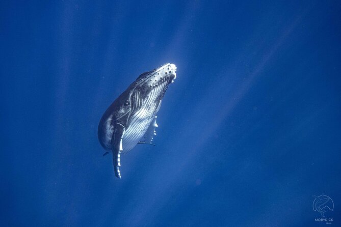 3h dolphin and snorkeling tour in a wild lagoon with Mobydick - Snorkeling in Mara’a Lagoon Pools: Coral Formations and Real Underwater Life