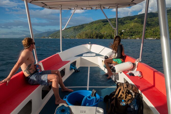 3h dolphin and snorkeling tour in a wild lagoon with Mobydick - Price and Value: Is $144.54 Worth It?