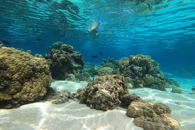 3h dolphin and snorkeling tour in a wild lagoon with Mobydick - Spinner Dolphins: Expect a Chance, Not a Swim