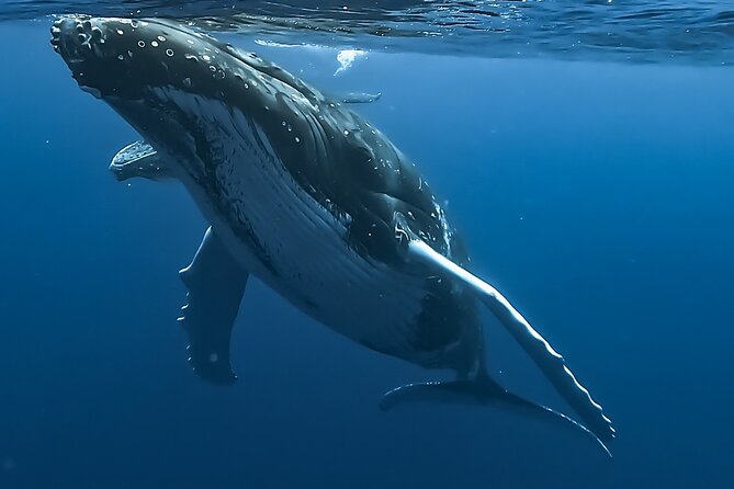 4 Hour Private Humpback Whales Encounter in Moorea - Key highlights