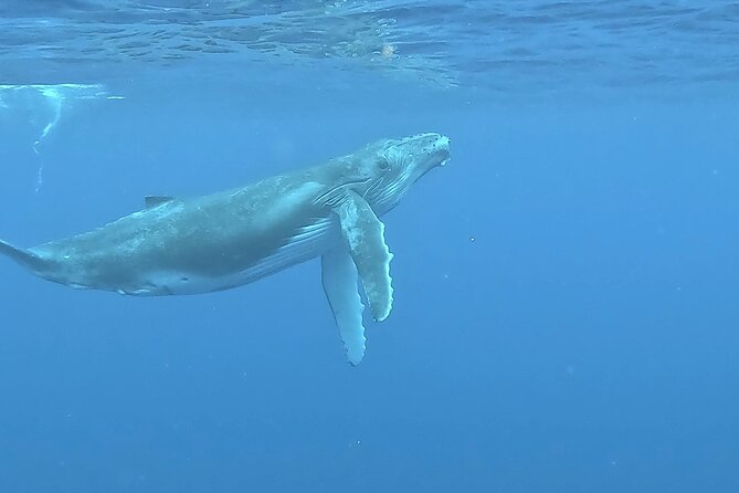 4 Hour Private Humpback Whales Encounter in Moorea - Who this tour fits best, and who might prefer something else