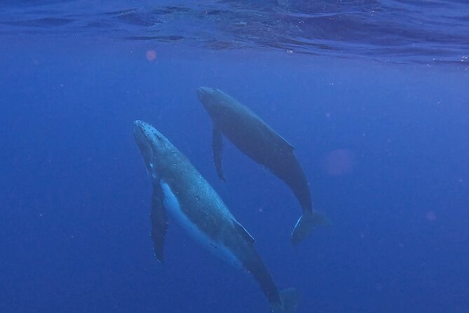 4 Hour Private Humpback Whales Encounter in Moorea - Safety briefing first, then a swim only if conditions are right