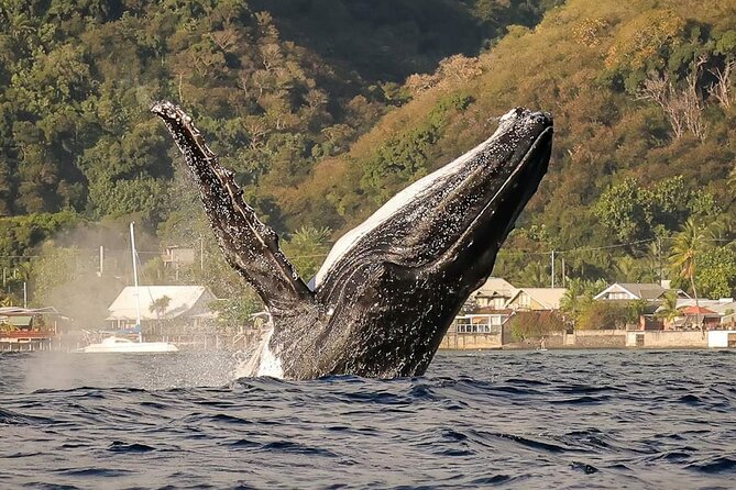 4 Hours of Humpback Whale Watching in Tahiti - Key things to know before you go