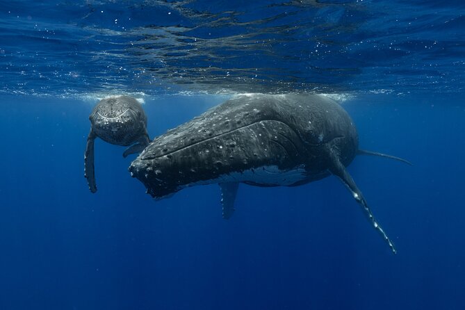4 Hours of Humpback Whale Watching in Tahiti - Why Tahiti Humpbacks Are a Real Wildlife Show