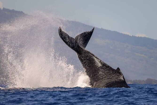 4 Hours of Humpback Whale Watching in Tahiti - Whale Watching From the Boat: Patience Plus a Hydrophone