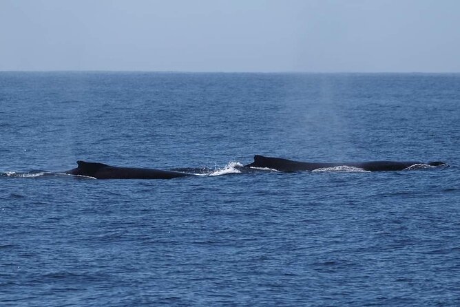 4 Hours of Humpback Whale Watching in Tahiti - What Makes This Good Value at $127.54 for 4 Hours