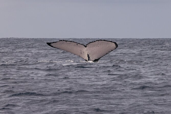 4 Hours of Humpback Whale Watching in Tahiti - The Whale Search Starts With a Briefing, Not a Guess