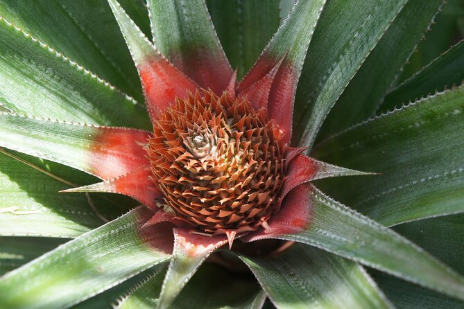 4x4 Tour - Culture, Crafts and Agritourism in Raiatea - Why This Raiatea 3h30 4x4 Tour Works So Well for Cruise Stopovers