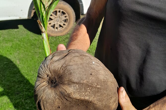 4x4 Tour - Culture, Crafts and Agritourism in Raiatea - Stop 3: Opoa Fa’apu Garden and Coconut Demonstration