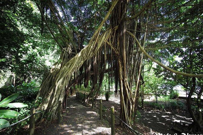 5 Hours Tahiti Island Tour - West and East Coast - Should you book the 5 Hours Tahiti Island Tour - West and East Coast?