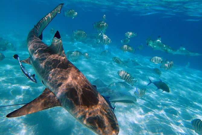 6 Hour Private Boat Activity with Snorkeling & Lunch - A 6-hour private boat day in Moorea’s Cook and Opunohu bays