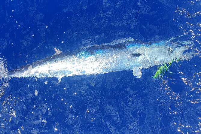 A Day of Big Game Fishing in a small group - Open-water sights while you hunt schools of fish and birds