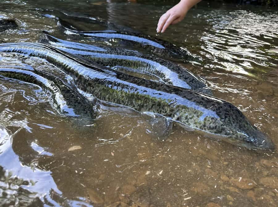 Albert Tours Excursion Safari - Moorea Safari tours&pick up - Off-road river crossings and freshwater eel feeding
