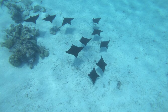 An Immersed Day in Bora Bora with O-sea - A Bora Bora Day Built Around Lagoon Life and Polynesian Stories