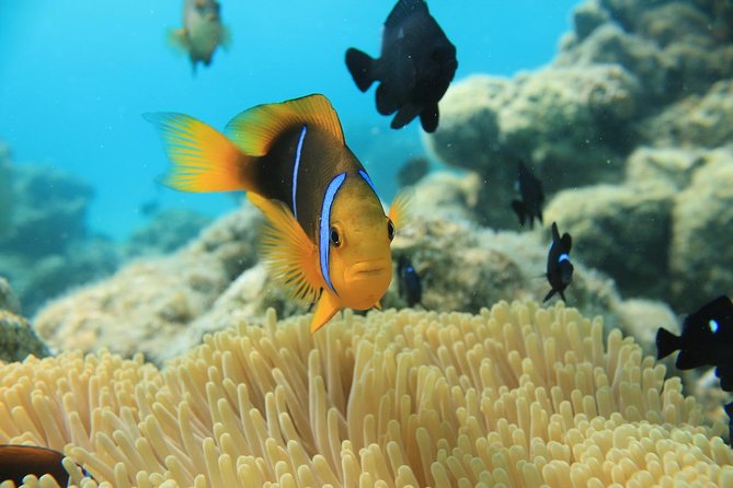 Aqua Safari Introductory Helmet Dive (Underwater Walk) - Your Guide Team: What to Expect From the People Running the Walk