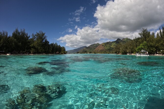 Aquablue Moorea - Meet Your Hosts: Vincent, Olivier, Anthony, and the Patient Team Approach