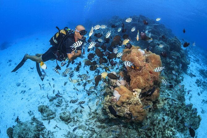 Baptism diving in the turquoise waters of Tahiti - Why Tahiti’s turquoise waters are great for a first underwater session