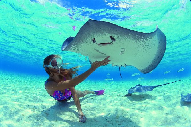 Best Way to Interact with Ocean Wildlife with Lunch. 6H - The other snorkeling areas: clear inlets, stingrays, and calm conditions