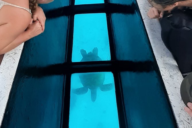 Best Way to Interact with Ocean Wildlife with Lunch. 6H - Private motu lunch: Tahitian flavors, rum and beer, and time to linger