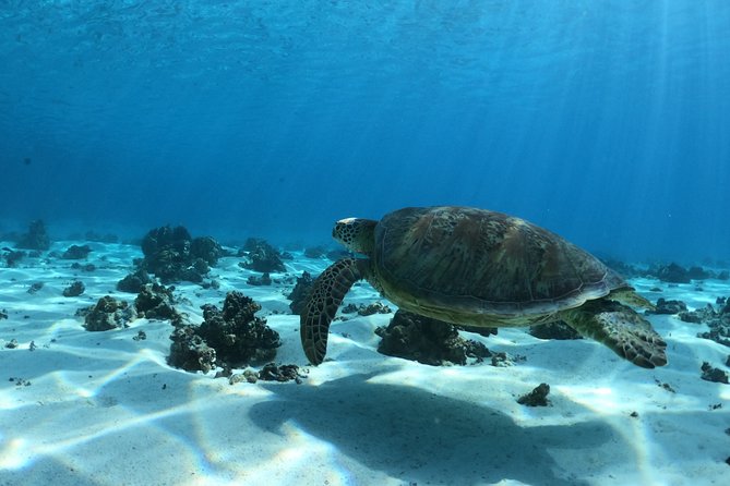 Best Way to Interact with Ocean Wildlife with Lunch. 6H - Timing and logistics that matter more than you think