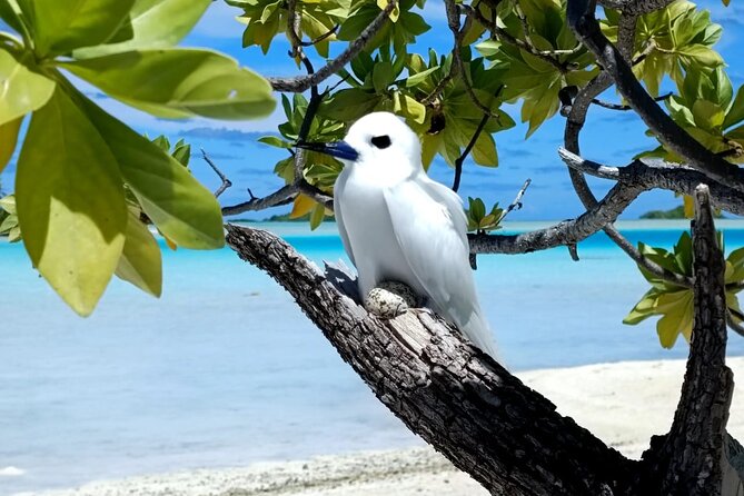 BLUE LAGOON | Eco-tour | Snorkeling Avatoru | Secret Green Lagoon - FAQ