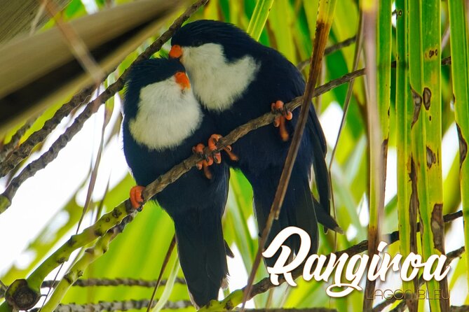 Blue Lagoon - PRIVATE ISLAND Pink sand beach and wildlife reserve - Le Lagon Bleu: Pink Sand Moments, Bird Island Energy, and Shark Watching