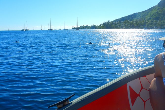 Boat tour 1/2 day Excursion in the lagoon of Moorea - Stingrays and black tip sharks: the main snorkeling moment