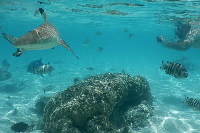 Boat tour 1/2 day Excursion in the lagoon of Moorea - Group size, guides, and how safety really shows up