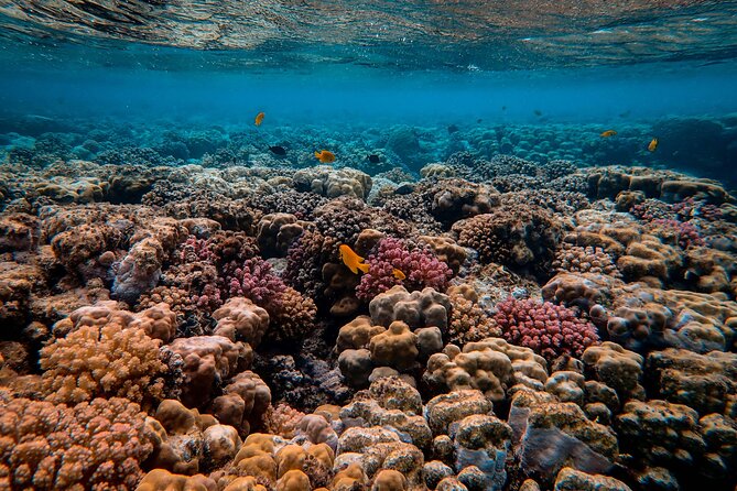 Boat Trip with Sunset in Tahiti - Price and value: $145.76 for an hour that packs a lot in